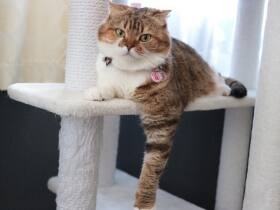 しっとりやわらかな肉球で飼い主さんをとりこに！　スコティッシュフォールド「てち」