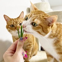 猫草わーい！ 仲良く集まる（左から）カイちゃん、クウちゃん（画像提供：クウとカイさん）