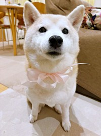 花束のリボンを蝶ネクタイのように結んで身につけたモモちゃん（画像提供：柴犬のモモさん）