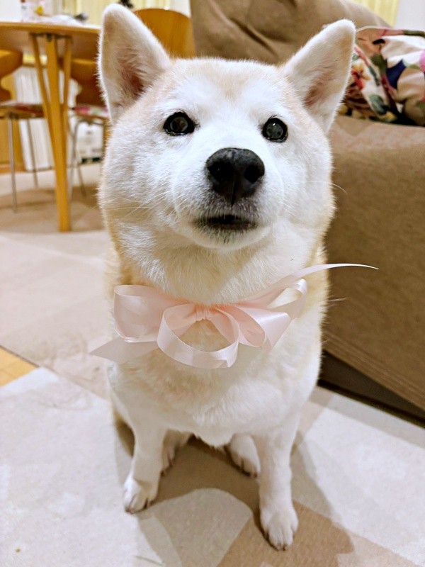 花束のリボンを蝶ネクタイのように結んで身につけたモモちゃん（画像提供：柴犬のモモさん）