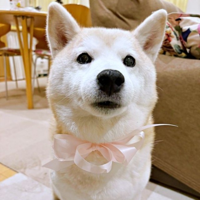 花束のリボンを蝶ネクタイのように結んで身につけたモモちゃん（画像提供：柴犬のモモさん）