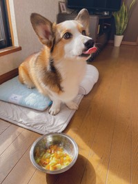 吠えたりせずじっと待つお利口さん（提供：こたろうさん）