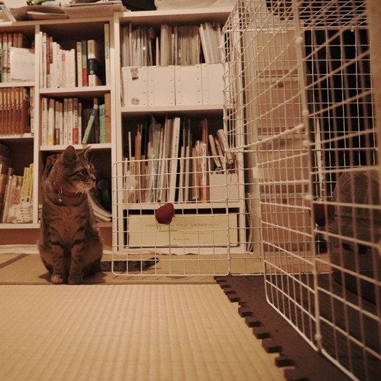 姉弟で作ったケージの前で