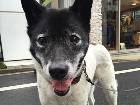 幸せを呼ぶ“顔の黒い女”「リュネット」　穏やかに笑う