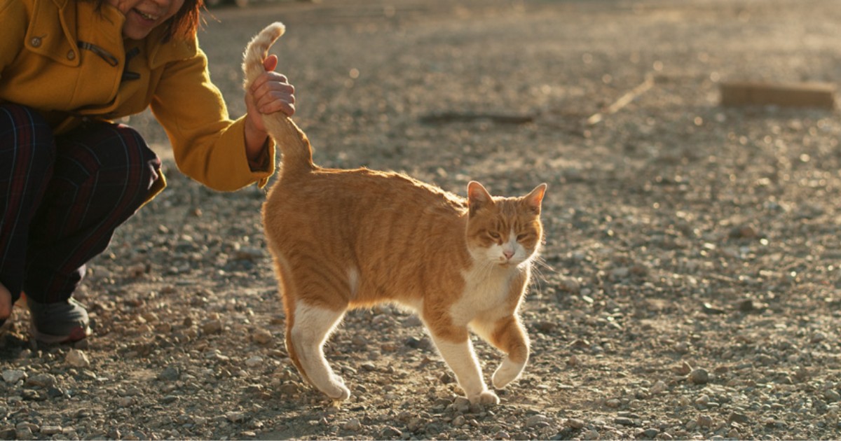 野良猫 野良猫「にゃーにゃ」を迎えるために じゃらしで遊び変化をよく見て頃