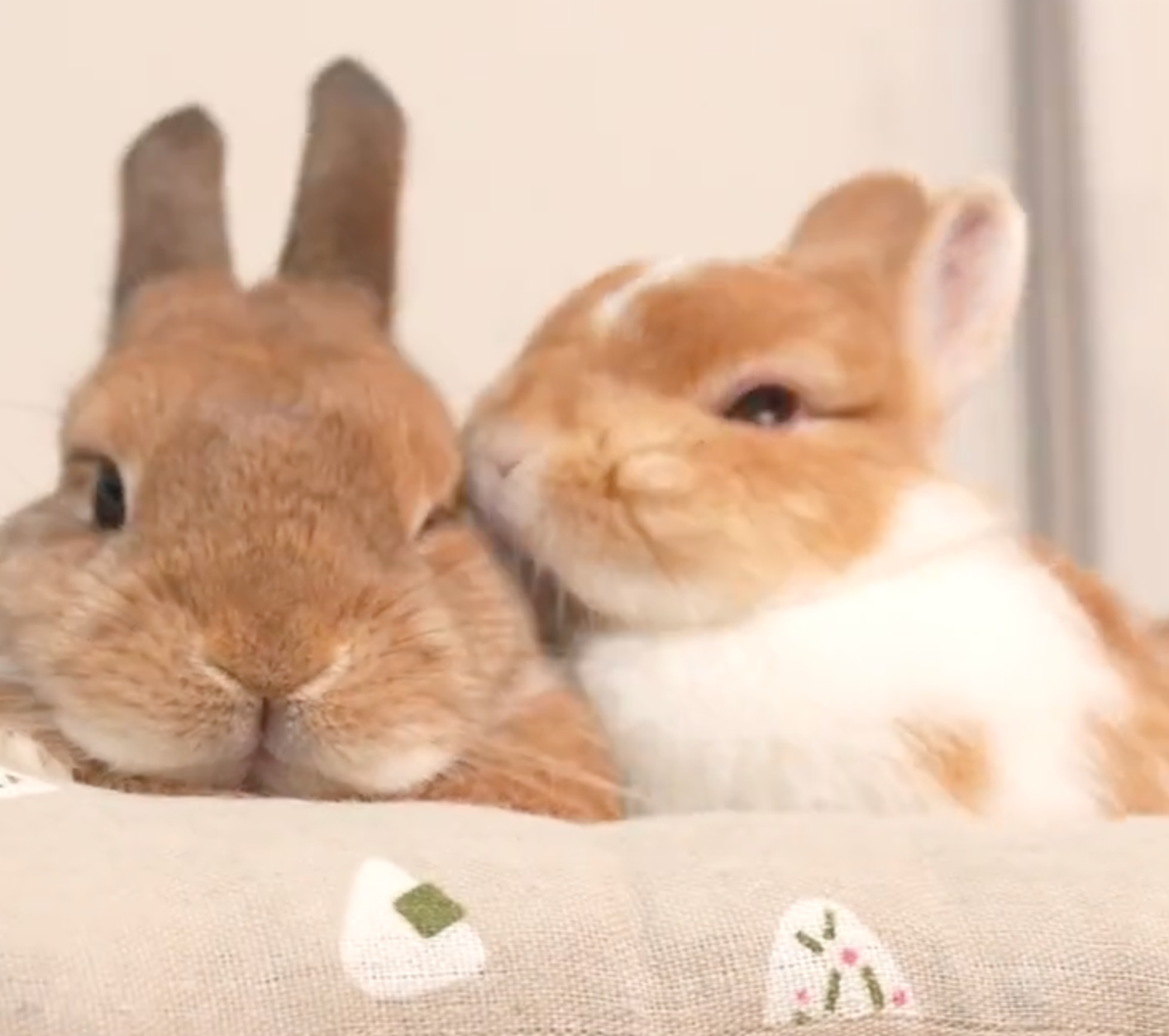 もぐたんが大好きなみーたん＝うさぎのもぐとみみ -Mogu&Mimi-さん（@MOGUMIMI86）提供