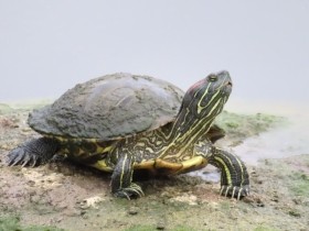 アカミミガメの動物実験用譲渡、須磨海浜水族園が廃止　20年４月以降は行わず