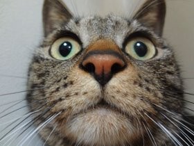 室内で暴れる子猫は異常？　いいえ、しっかり遊べる環境を