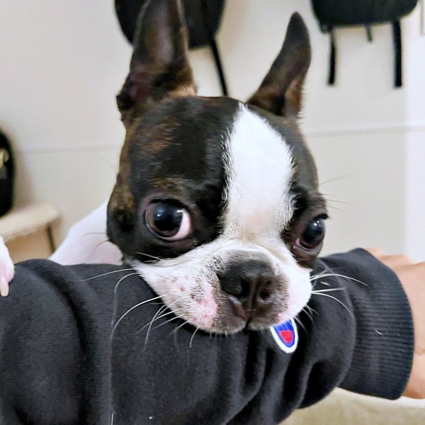 「仕事、行かないで？」 アゴのせしてアピールするチャビィくん（画像提供：チャビィ Chabyさん）