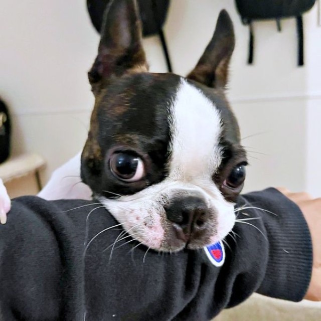 「仕事、行かないで？」 アゴのせしてアピールするチャビィくん（画像提供：チャビィ Chabyさん）