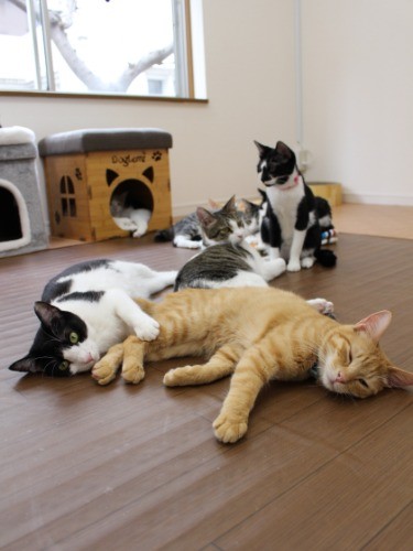 お昼寝はきもちいい
