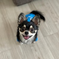 大きな笑顔！（画像提供／チワワのごまじろーさん）