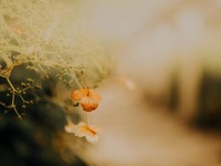 真っ白な職務経歴書。嘘だって吐く。私が一番こわいのは「自分」