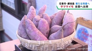 宮城・石巻市網地島のサツマイモ　ふるさと小包で全国へ