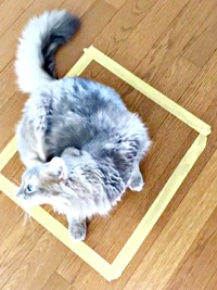 サッと中に入って耳をカキカキする凛ちゃん（画像提供：石油王さん）