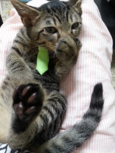 はっぴーがルナと違うところ、それは「指しゃぶり」