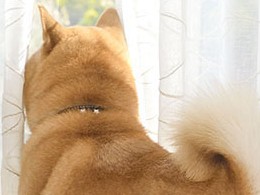 犬の記憶力　実は長く覚えられることも