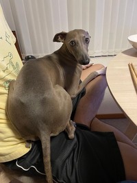 膝上にちょこんとのるプットくん（画像提供：プットさん）