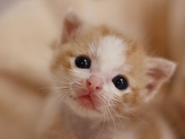 犬猫の譲渡が増え、殺処分は減少　 登録ボランティアの効果？