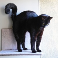 ボニャールのポーズを披露したつくねちゃん（画像提供：黒猫つくねちゃん太しっぽさん）