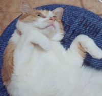 もっと撫でて〜＝かなたさん（@S6TXKpDov2VJIDO）提供