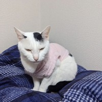 寝ぼけ眼のれなちゃん＝hanarenaryou提供