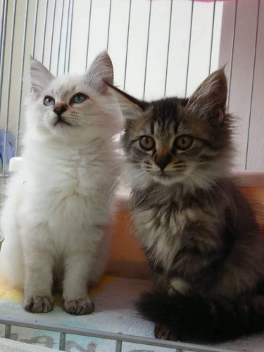 家にきたころの「ティナ」