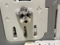 娘さんのミルクタイムを見学するこんぶくん。何かを食べたり飲んだりしてるといつもより多めに顔を出すそう（こんぶくんの飼い主さんＸより）