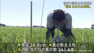 宮城県の稲は順調に生育　今シーズン３回目の水稲生育調査