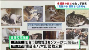 保護や譲渡された猫の現状を伝える写真展　仙台・動物管理センター