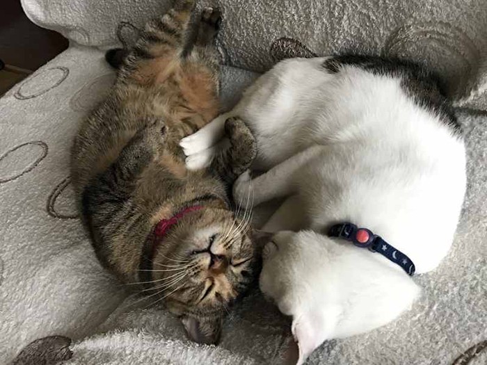 一緒に丸くなって