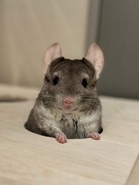 「迷路の穴からひょこっとお顔をのぞかせたり」（提供：ちゅちゅさん）