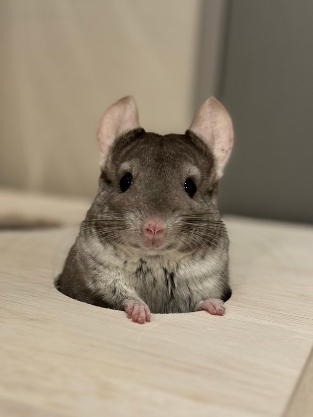 「迷路の穴からひょこっとお顔をのぞかせたり」（提供：ちゅちゅさん）