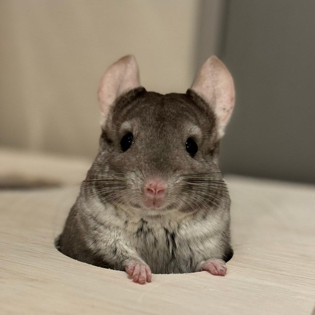 「迷路の穴からひょこっとお顔をのぞかせたり」（提供：ちゅちゅさん）