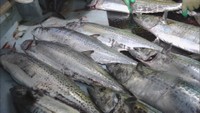 岡山県産のサワラ漁獲量が減少　前年同期の約半減…漁師「これだけ獲れなかったことはない」