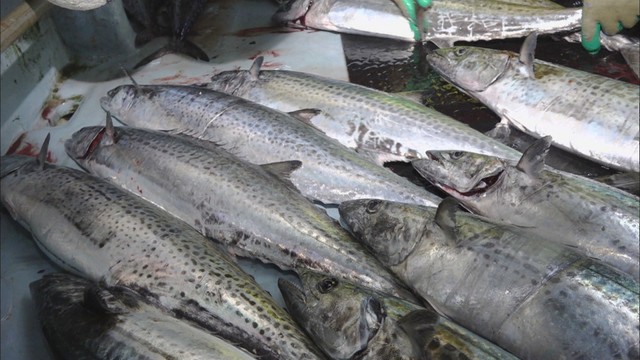 資料　サワラ