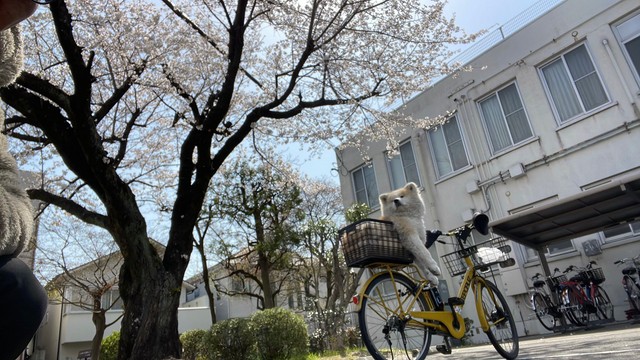 「あと自転車に乗ってるフェアリーさんも！」（提供：秋田犬の妖精 フェアリーさん　NoWar🐾さん）