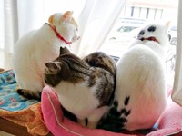 眼差しは真剣そのもの。（左から）みたらしさん、ごまおさん、のりおさん（画像提供：あすか 着物と猫とカネコ系さん）