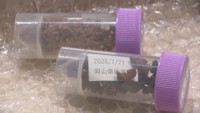 特定外来生物クビアカツヤカミキリの被害　岡山後楽園などの桜で確認　半径約2km以内の学校や公園を調査へ