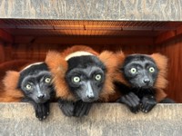 ヒーターのついた巣箱で