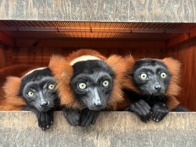 ヒーターのついた巣箱で