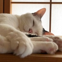 すやすや、幸せだにゃ