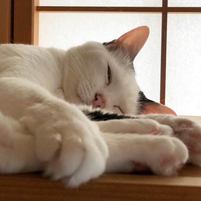 すやすや、幸せだにゃ