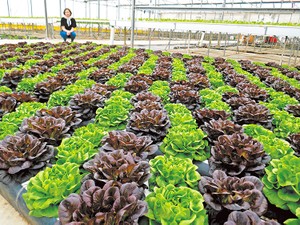 イスラエルの乾燥地農業、最前線を見る　「砂漠に花を咲かせる」建国来の夢　