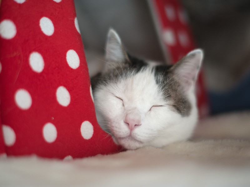 「ぼくは男の子だよ。水玉模様はお母さんの趣味だからね」（小林写函撮影）