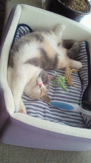 短くも、家族からたくさん愛されたニャン生