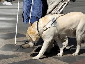 盲導犬、いまだ拒否されることも　相互理解と適切な管理が大切
