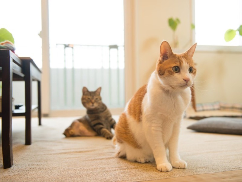 今は福多朗くんがいて、さみしくないね。一度落ちた体重がだいぶ戻って数値もよくなり、獣医さんも驚いたといいます（上村雄高さん撮影）