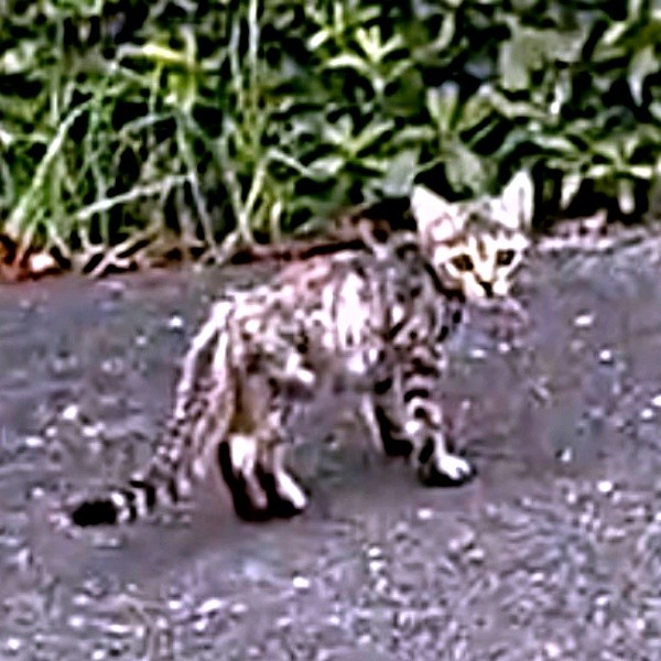 保護時、体重700グラム、右後脚の骨が突き出し大ケガを負っていたちゃちゃまるちゃん（画像提供：ろばちゃむさん）