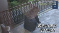 宮城・気仙沼市でクマの目撃が相次ぐ　箱わなを設置